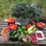 Home grown produce at plot to Pot